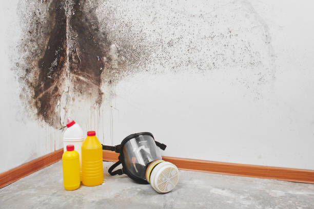 Professional Mold Removal in Del Rio, CA