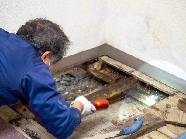 Best Mold Remediation Services  in Del Rio, CA