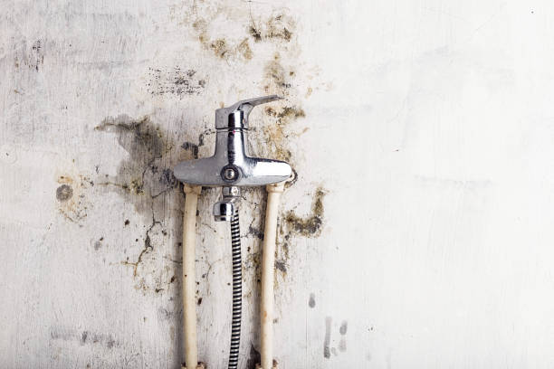 Office Mold Removal Services in Del Rio, CA