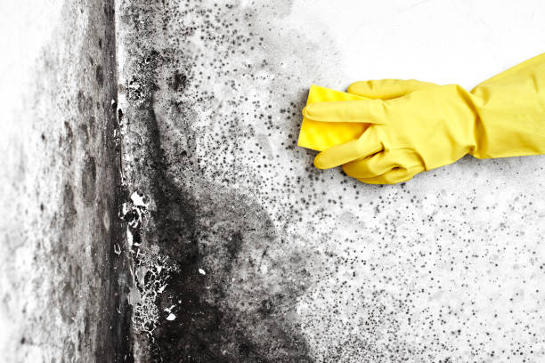 Best Mold Cleaning Services  in Del Rio, CA