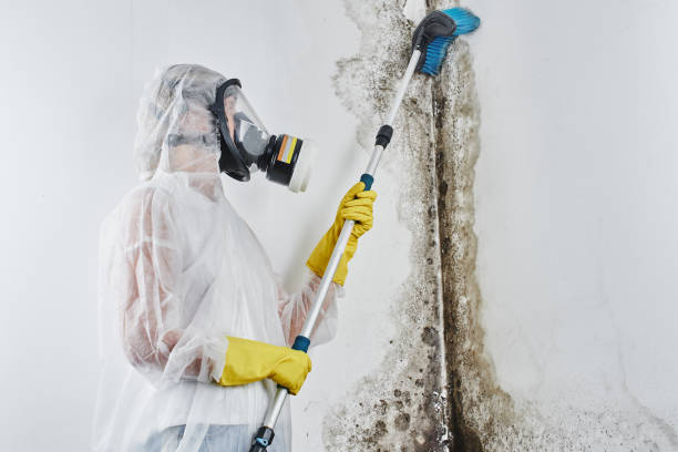 Best Residential Mold Removal  in Del Rio, CA