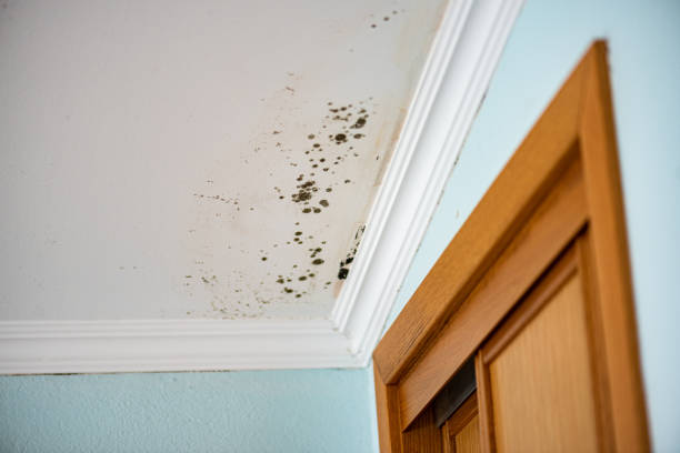 Best Toxic Mold Removal  in Del Rio, CA