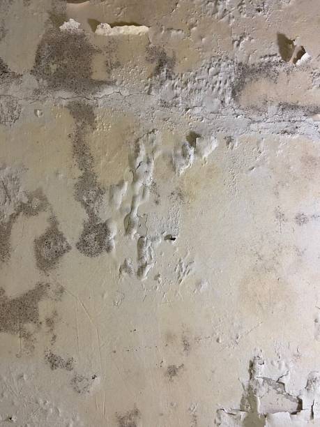 Best Mold Cleaning Services  in Del Rio, CA