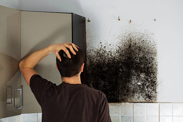 Best Mold Remediation  in Del Rio, CA