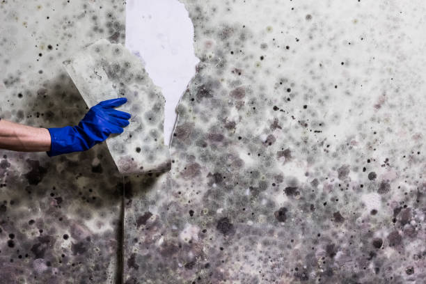 Best Mold Testing  in Del Rio, CA