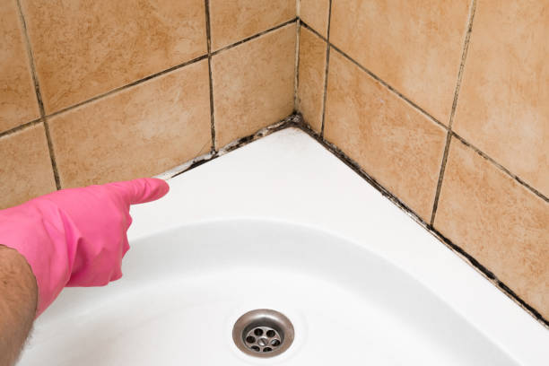 Professional Mold Removal in Del Rio, CA